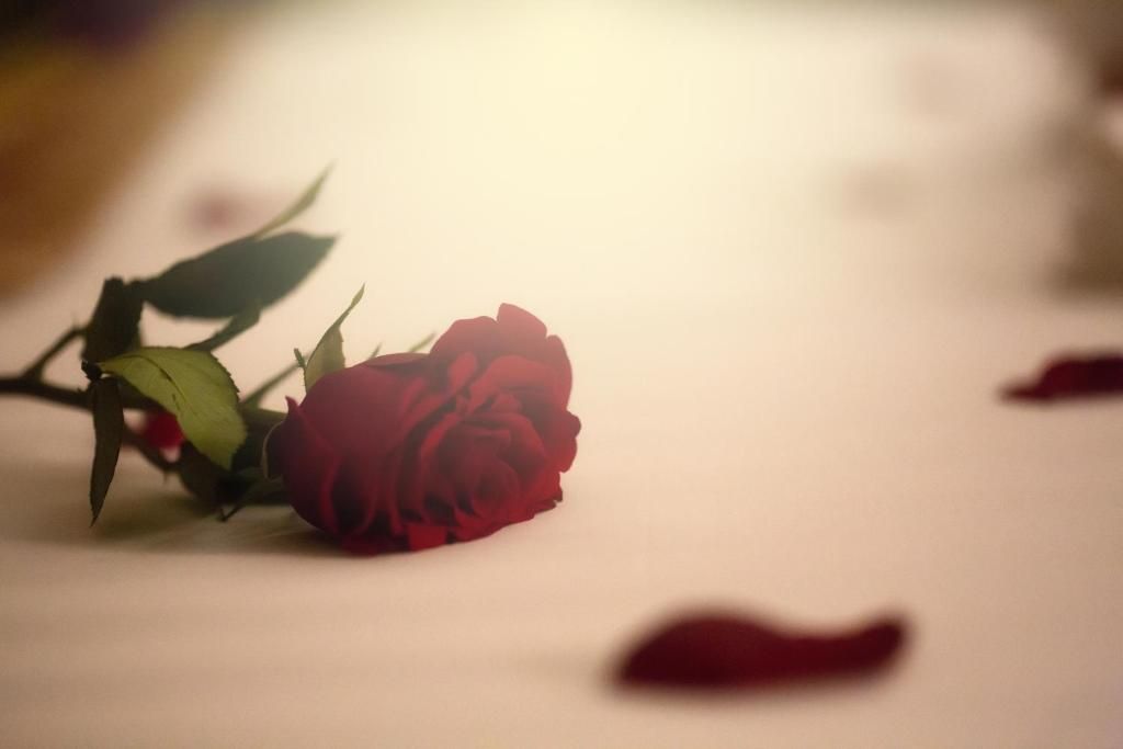 Photo 61 de Al Safwah Royale Orchid Hotel